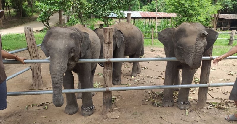 Three young captive elephant calves in a pen at a venue in Thailand.