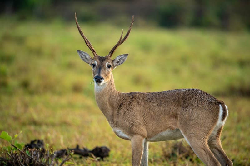 White-tailed deer standing alert in a grassy habitat, looking toward the camera.