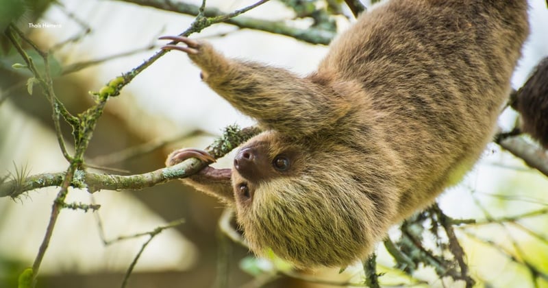 World Animal Protection visited AIUNAU Foundation and the project funded in Colombia to rehabilitate and release sloths back into the wild. In the picture: Feeding & exploring time for Rosita & Bolombolo. Image credit: World Animal Protection
