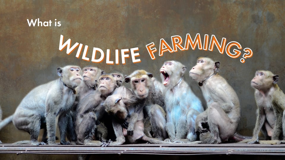 What is wildlife farming? Chained monkeys look around in fear