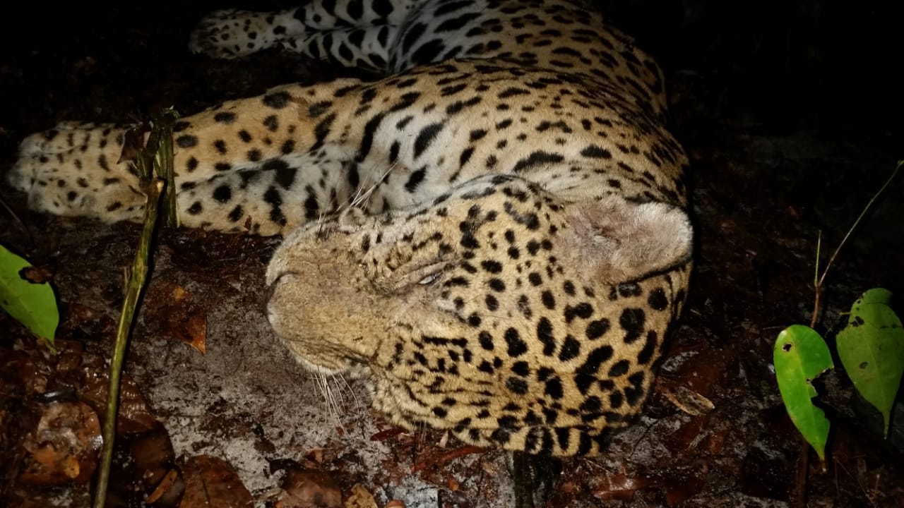 A poached jaguar lays dead on the ground in Suriname, South Africa