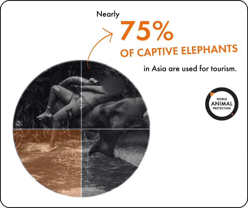 nearly 75% of captive elephants in Asia are used for tourism