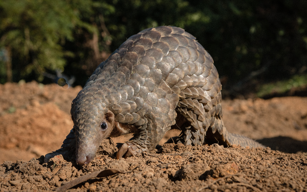 A close up picture of a pangolin
