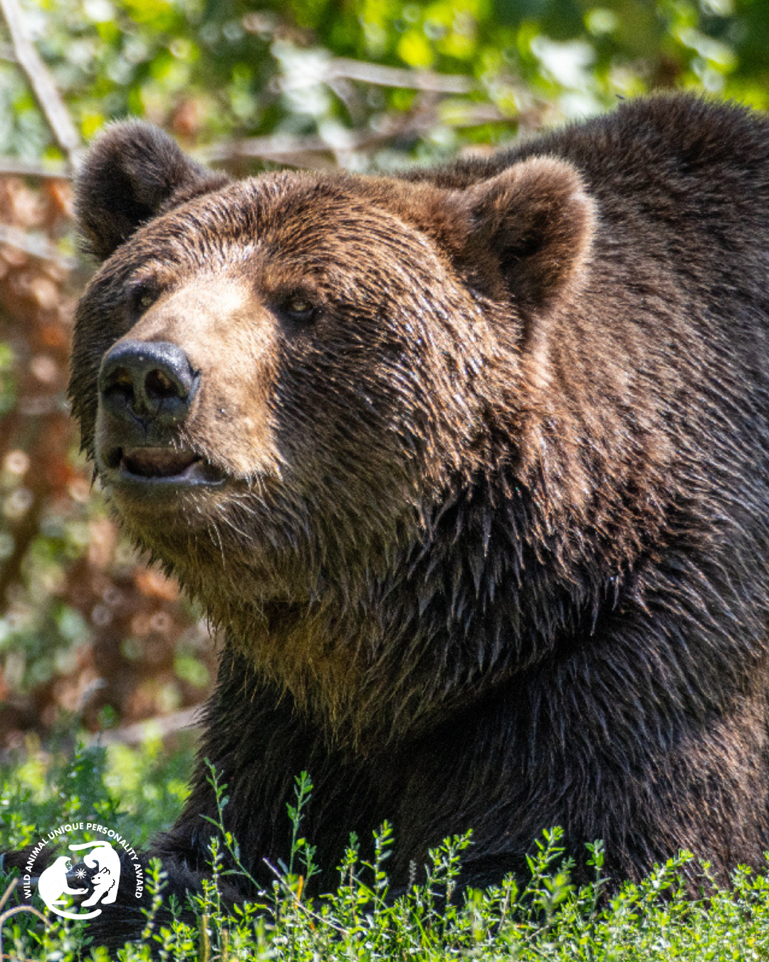 Bolik at Libearty Bear Sanctuary