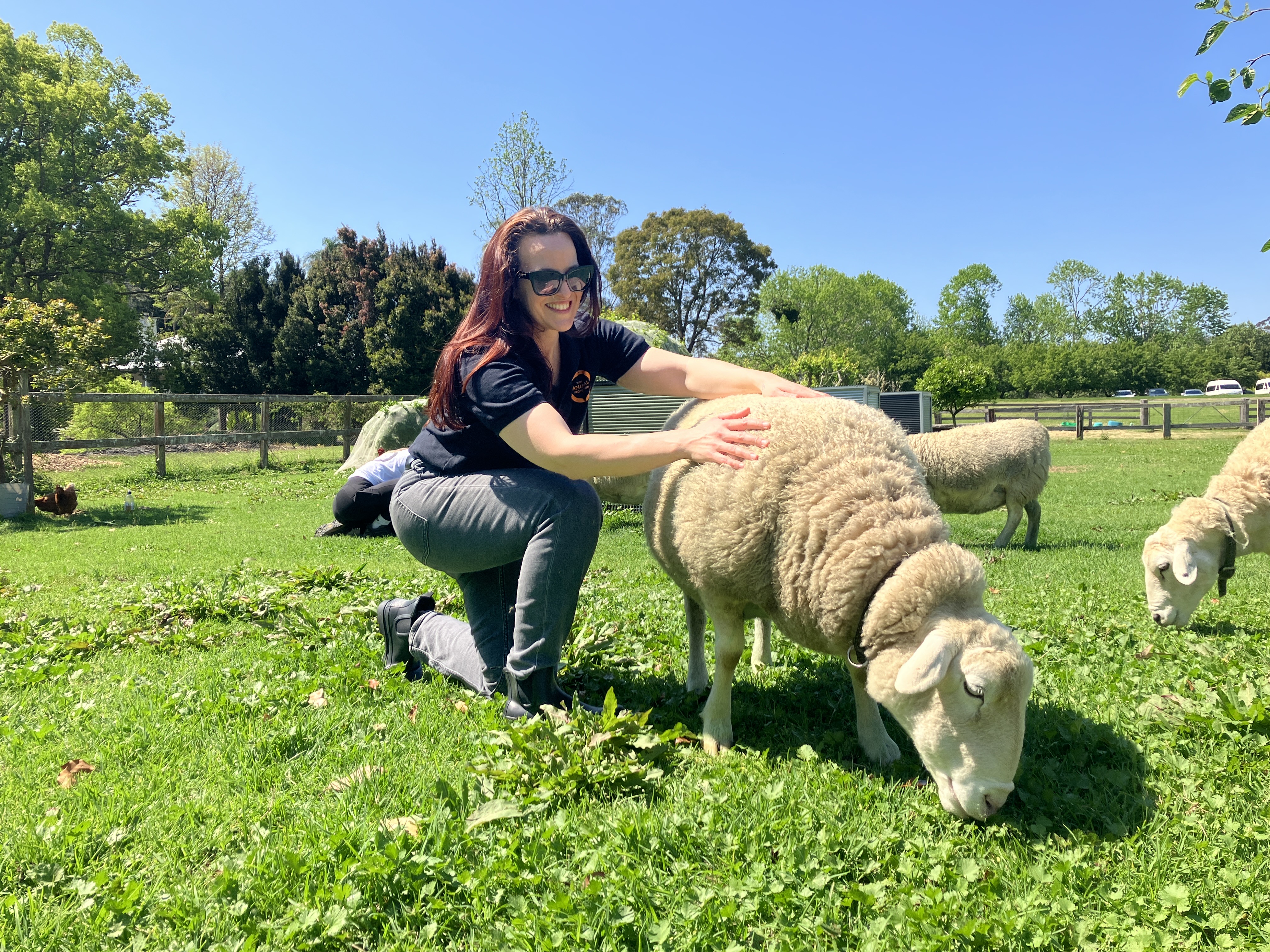 World animal protection supporter stroking a sheep in a field