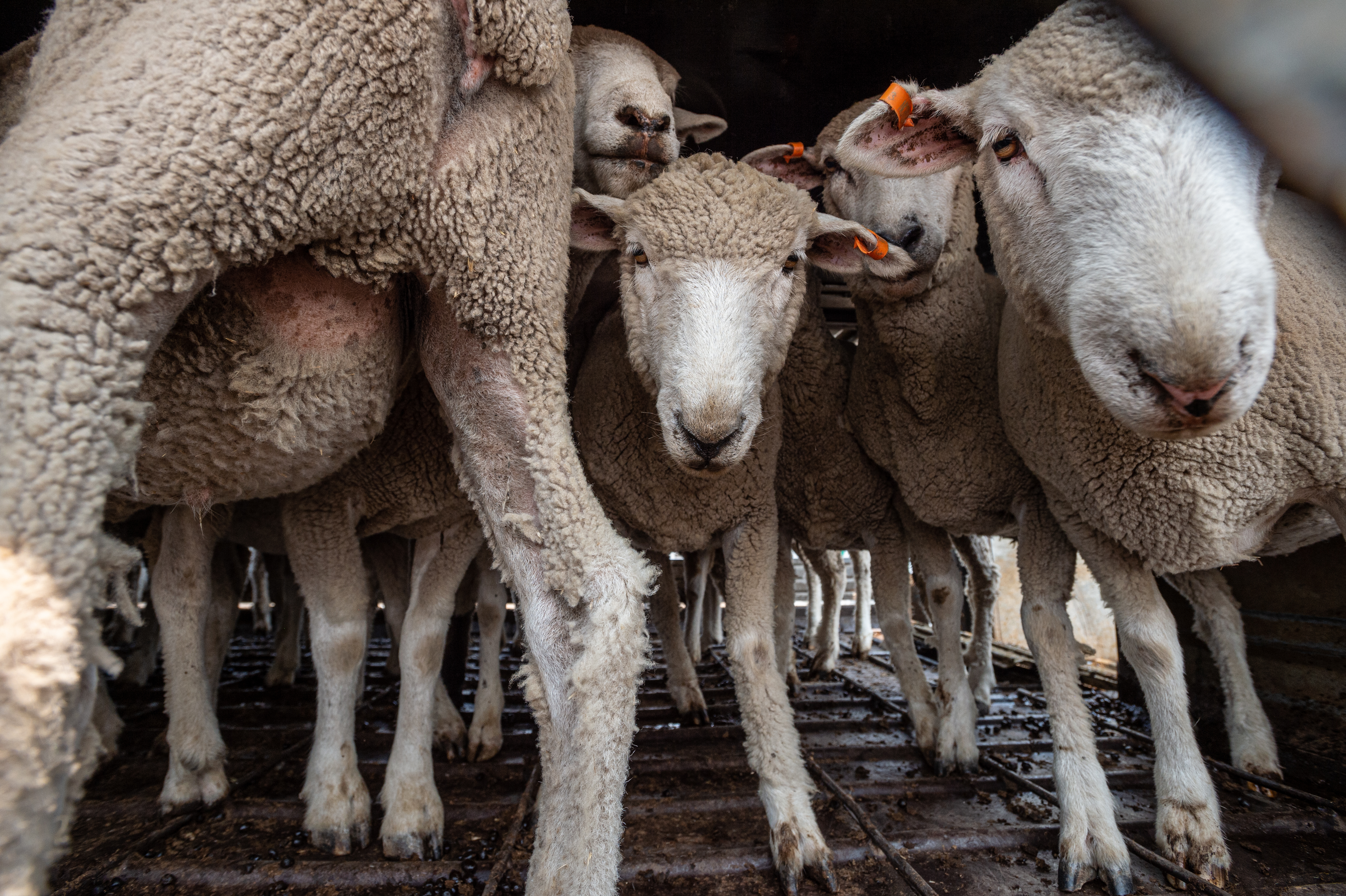 Multiple sheep enclosed in a small space