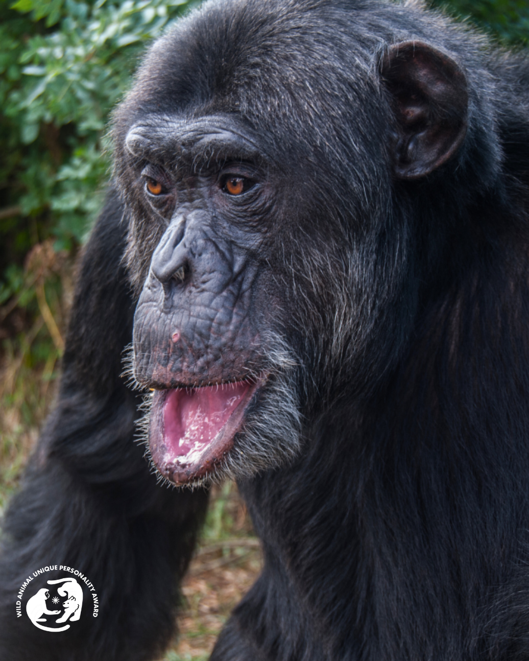 Nico the chimpanzee at the Mona Foundation
