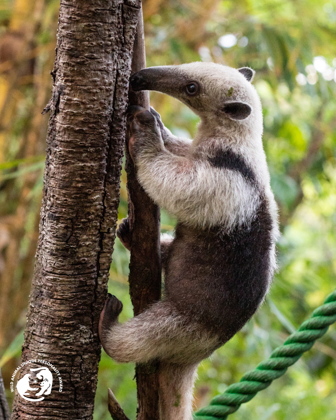 Mocka climbing a tree at Kids Saving The Rainforest