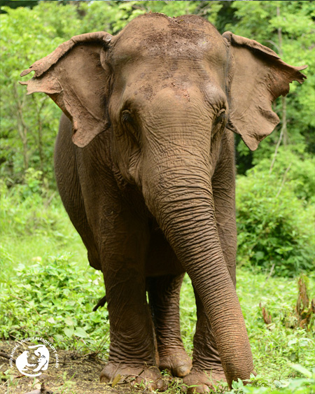 Ruby the elephant walks in her home at the Elephant Valley Project