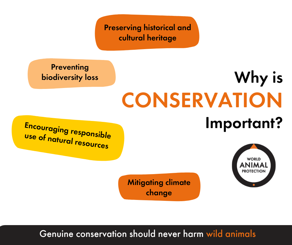 Why is conservation important? Infographic. Reasons preserving historical and cultural heritage, preventing biodiversity loss, encouraging responsible use of natural resources, mitigating climate change.