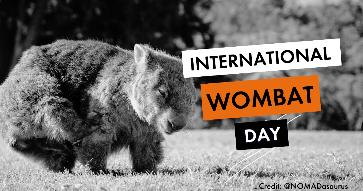 International Wombat Day 2026 | World Animal Protection