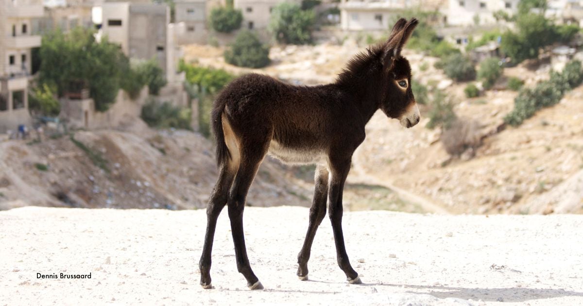 This foal was fitted with a new nose band by member society PWLS who were passing through the village. The owner was advised not to let it wander in the road. Image credit: Dennis Brussaard.