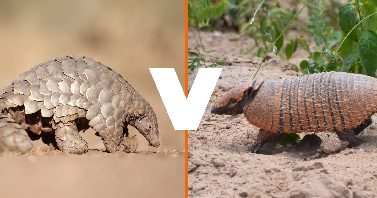 A pangolin in the wilderness to the left of the image, an armadillo to the right surrounded by foliage. In the centre is the letter V to indicate 'Pangolin V Armadillo'