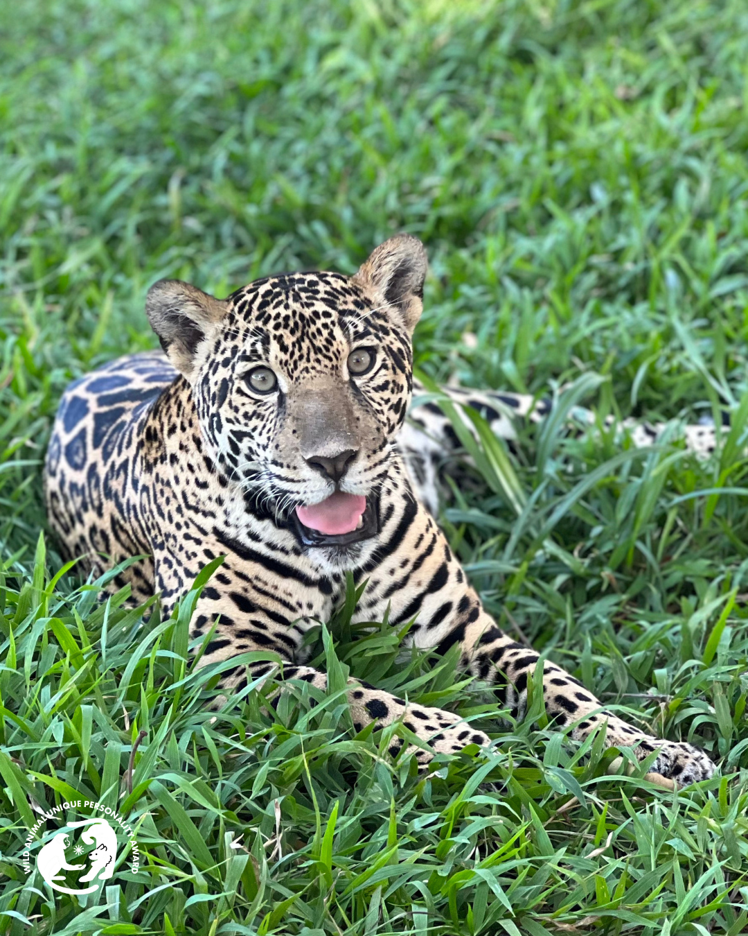 Celeste relaxing at Las Pumas Sanctuary