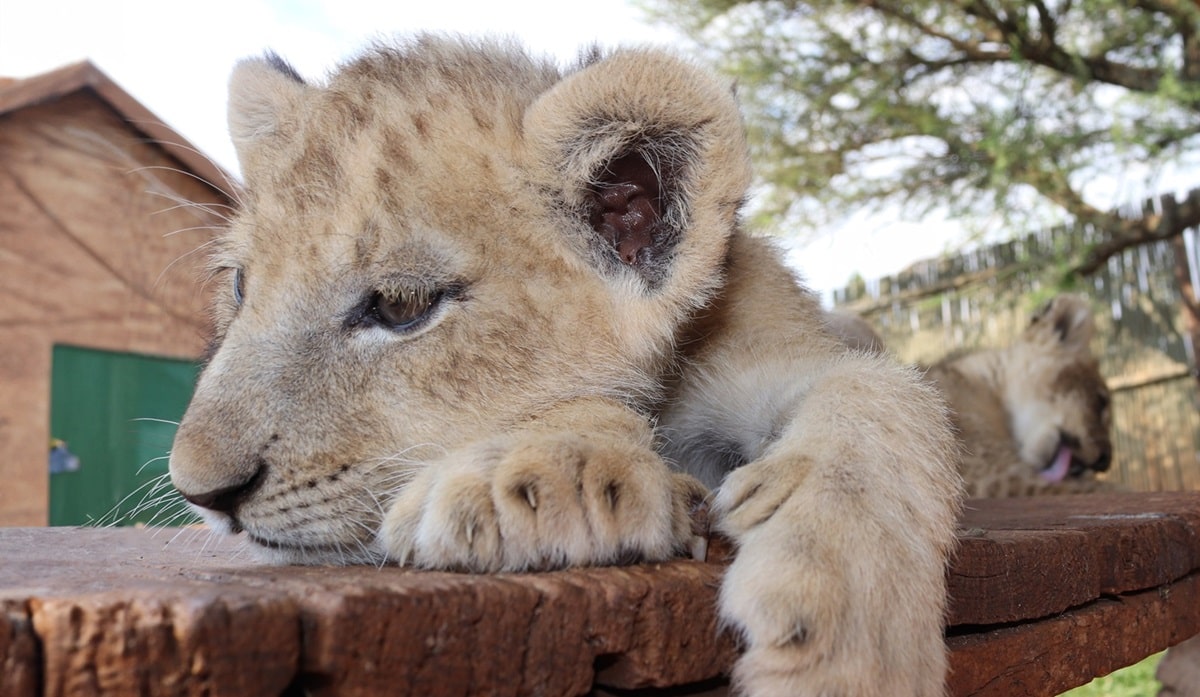 Lion cub in a South Africa venue offering tours interacting with animals.