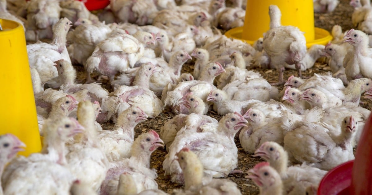 10 facts you should know about factory-farmed chickens