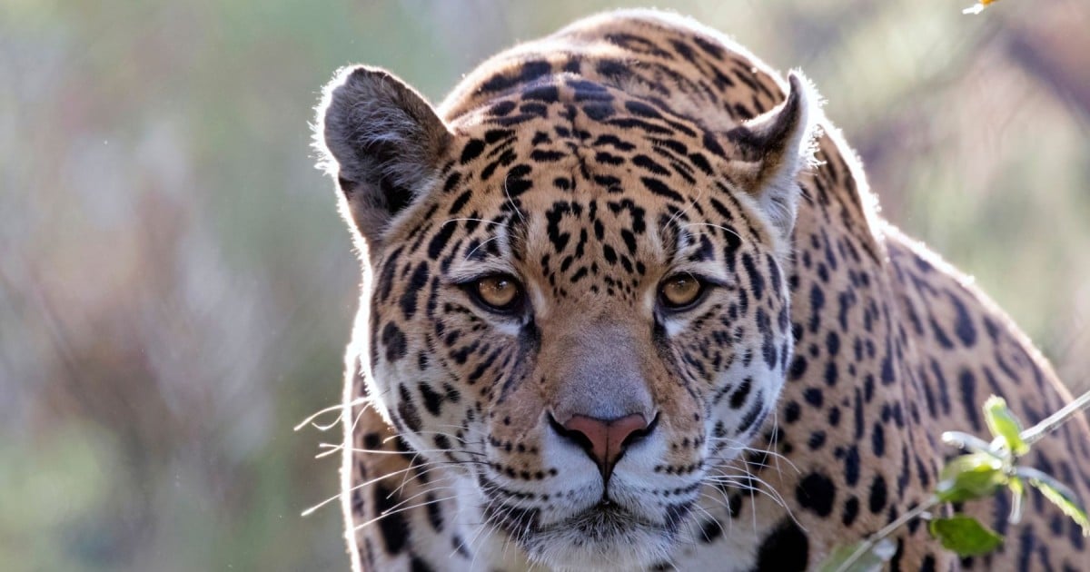 Facts about jaguars | World Animal Protection