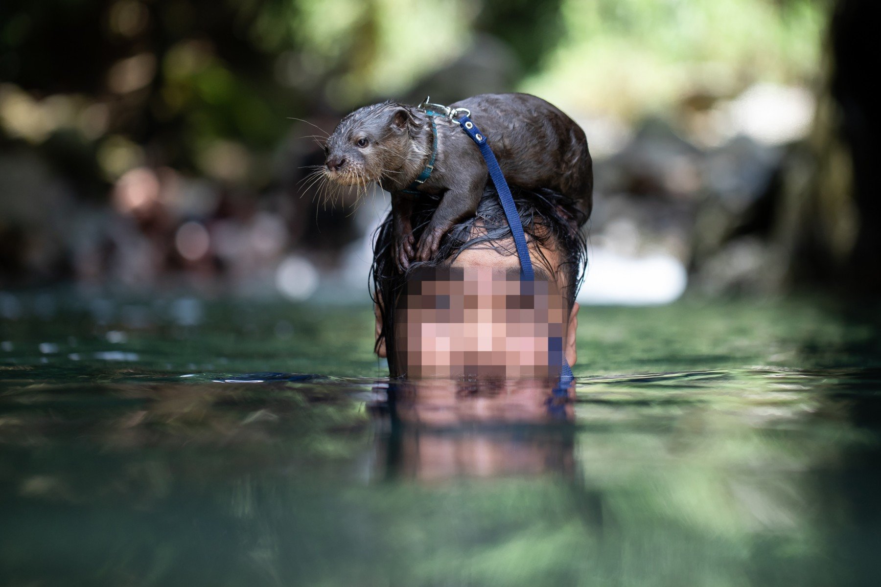Otter Pet. World animal Protection. Keeping Wild animals as Pets.