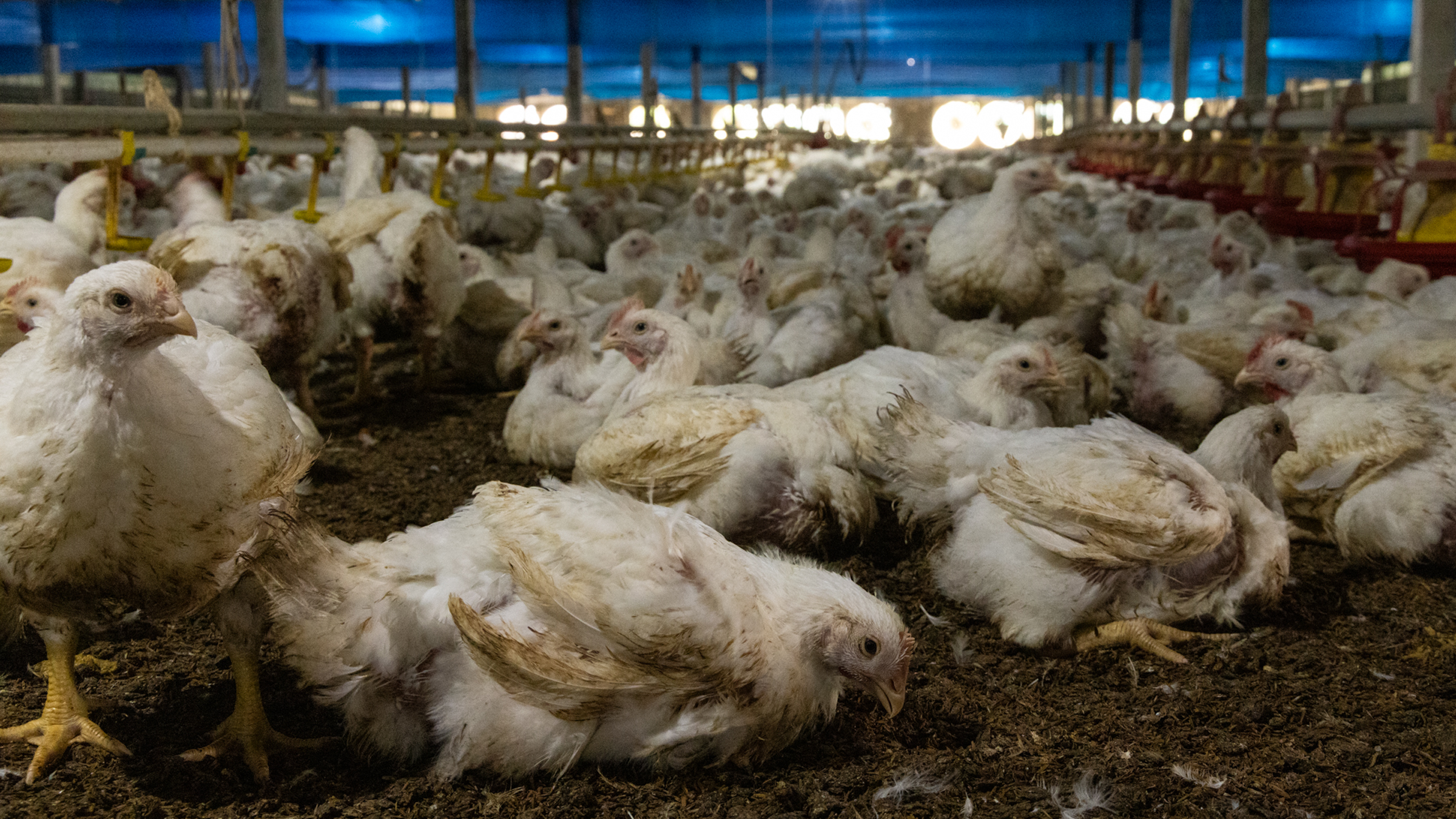 Chicken production Thailand. Credit: World Animal Protection Sweden