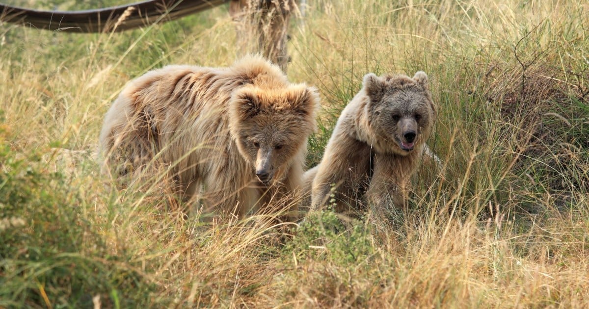 Protect Bears Over 30 years protecting bears | World Animal Protection News