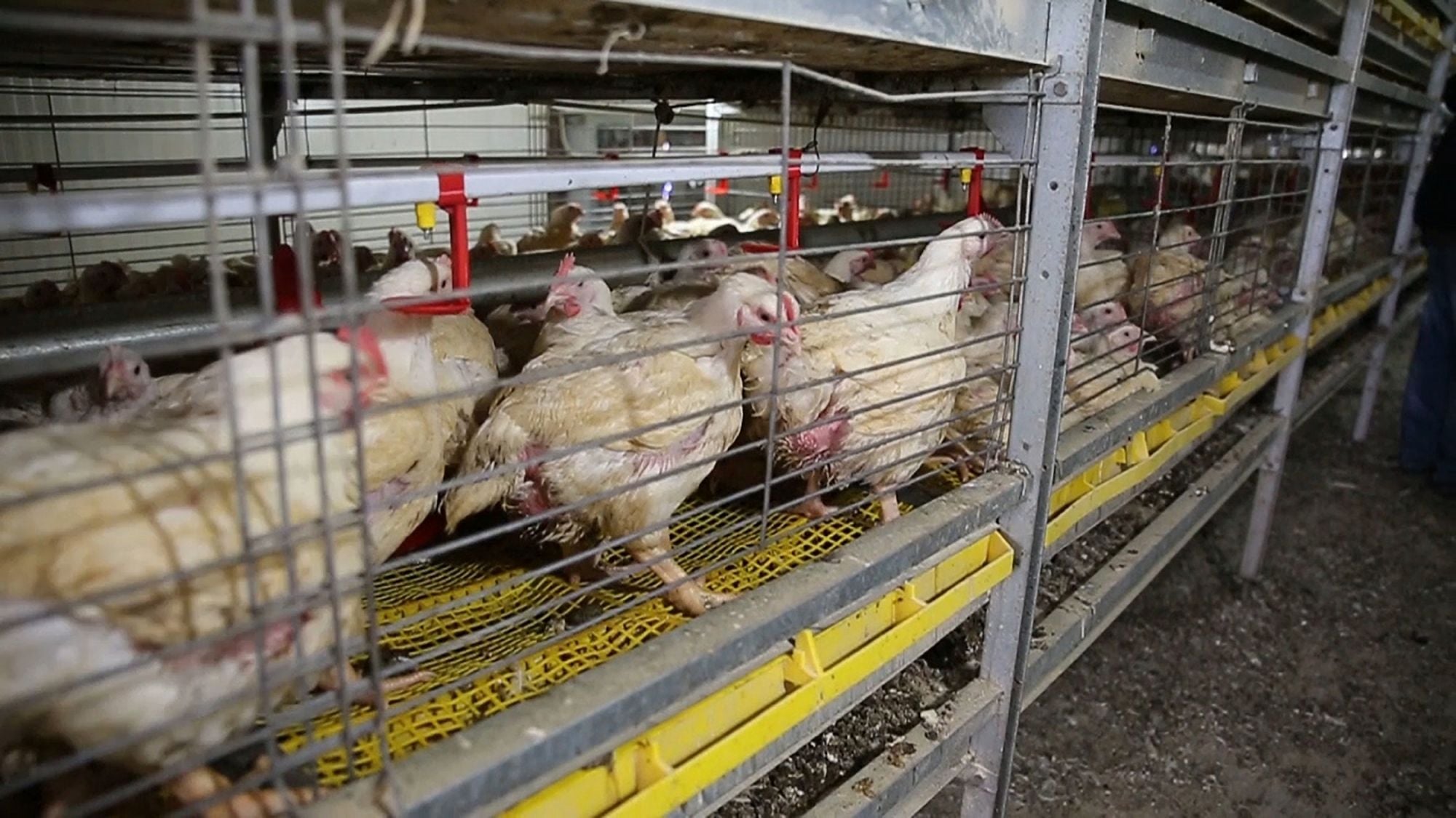 Broiler Meat Chicken Pens
