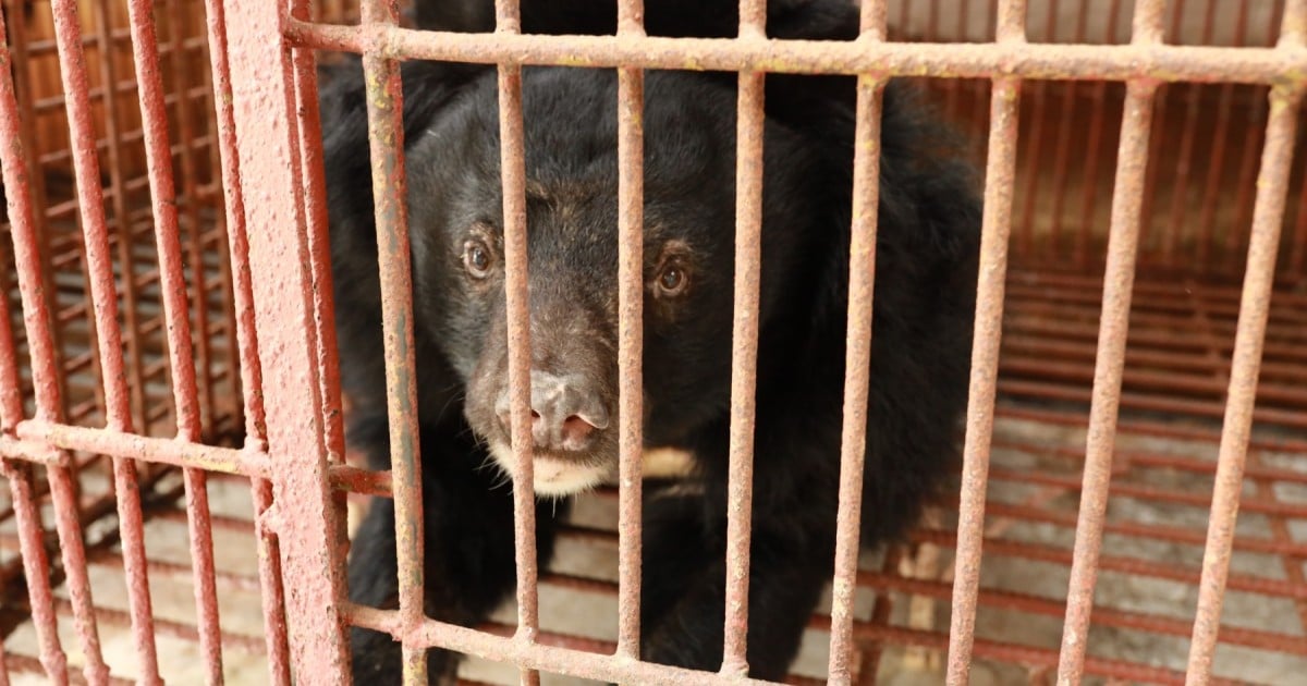 Bear in a cage