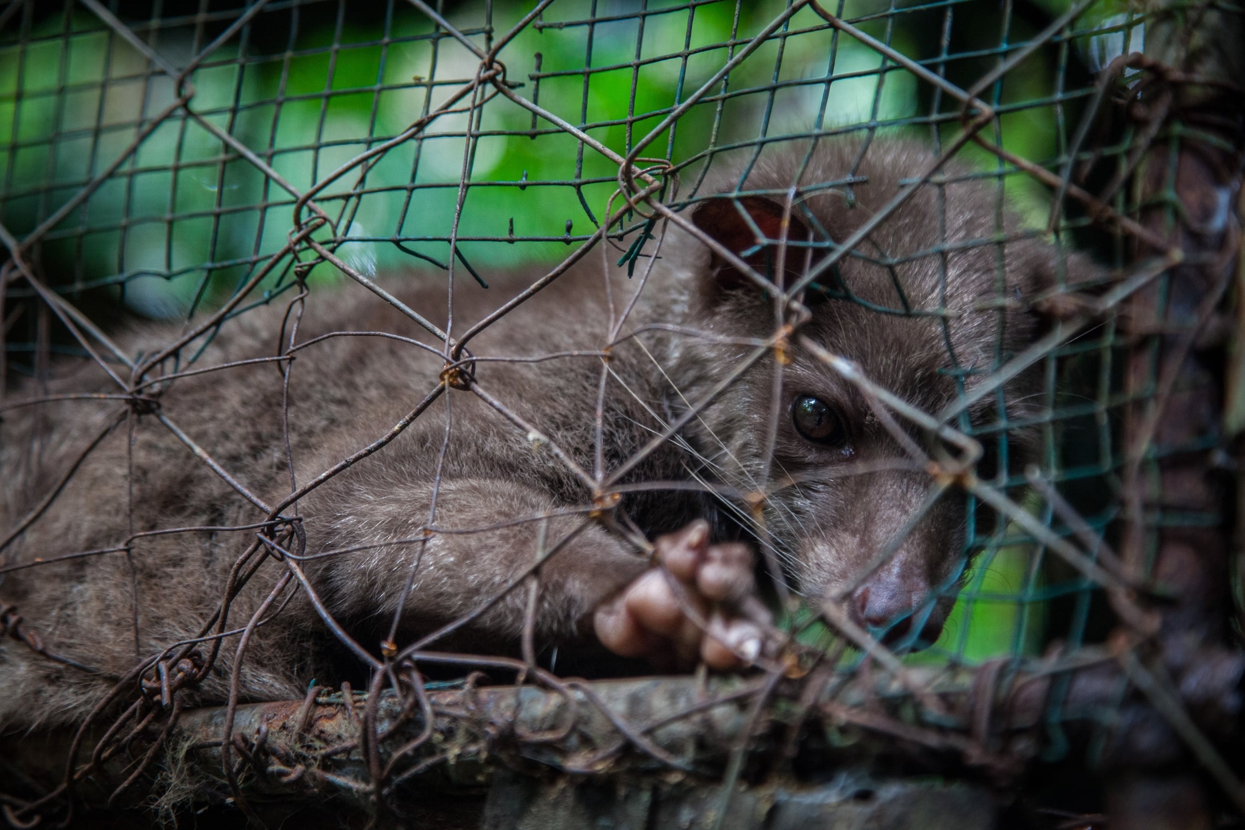 https://www.worldanimalprotection.org/siteassets/images/article/caged_civet_bali.jpg