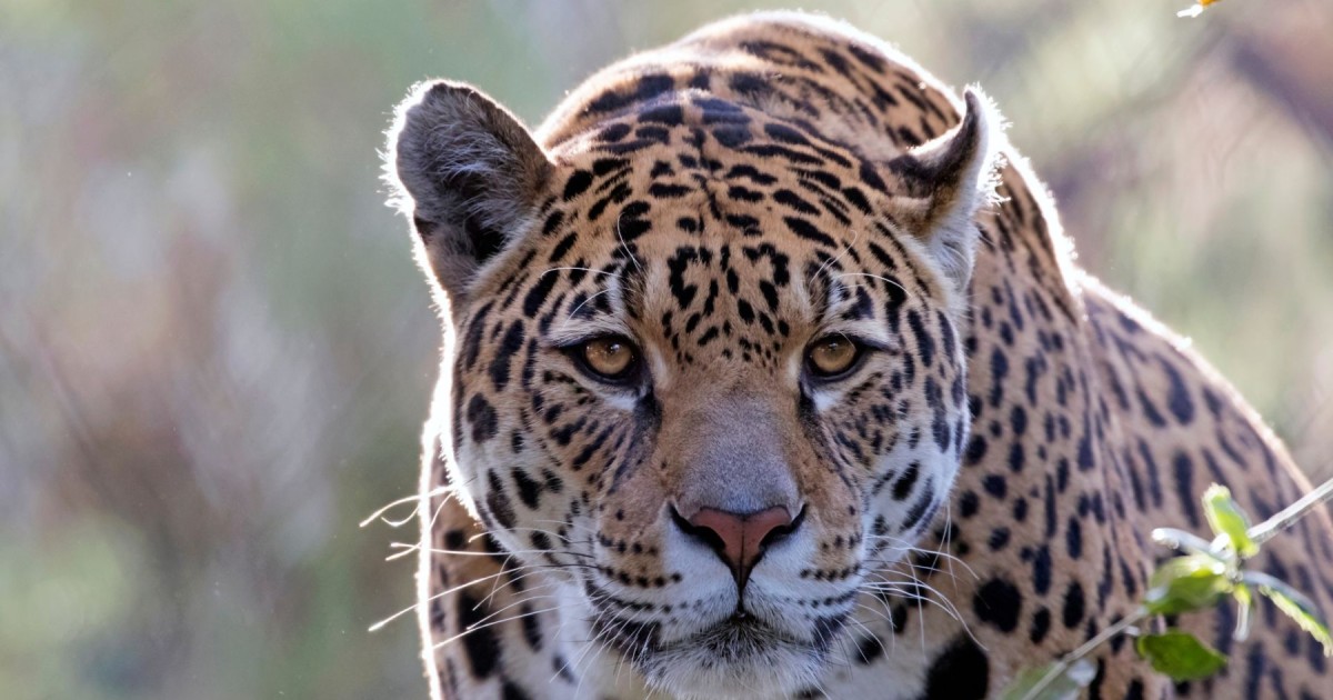 Jaguar Animal Information