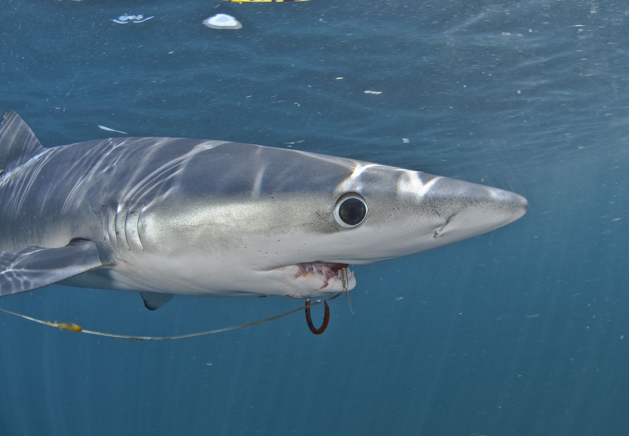 UN's Historic Commitment to Fight Ghost Gear
