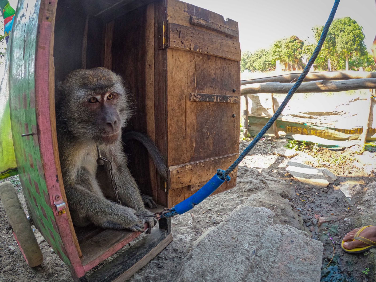 31 Macaques Rescued from Indonesia's Last Dancing Monkey Village