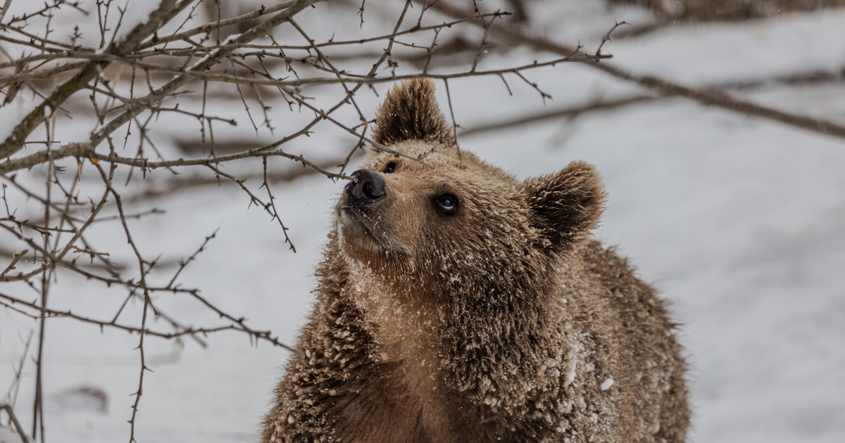 Alexandra the bear in snow Libearty Sanctuary. Credit: AMP.