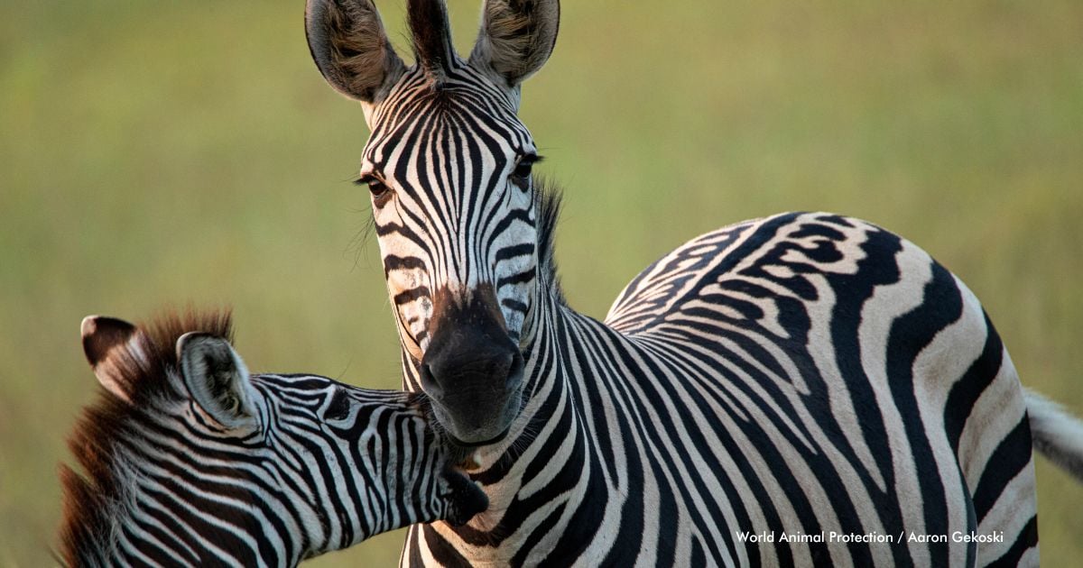 Nemis pornosi: Qizil qalpoqcha